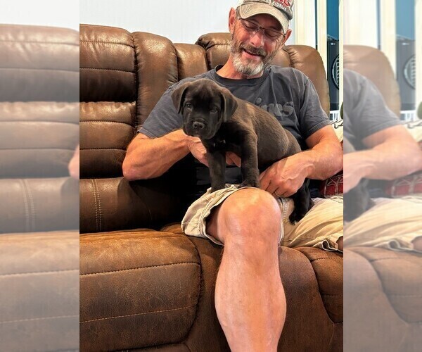 Medium Photo #6 Cane Corso Puppy For Sale in REEVESVILLE, SC, USA