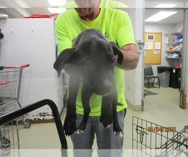 Medium Photo #1 Mutt Puppy For Sale in Oklahoma City, OK, USA