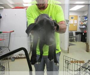 Mutt Dogs for adoption in Oklahoma City, OK, USA