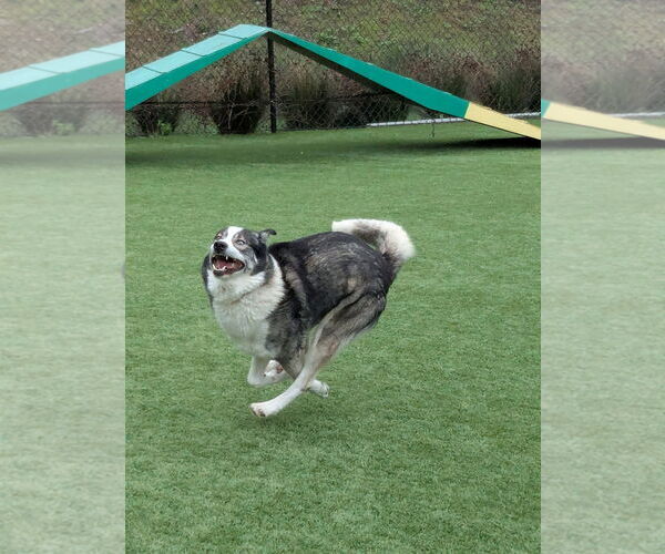 Medium Photo #3 Siberian Husky Puppy For Sale in Salinas, CA, USA