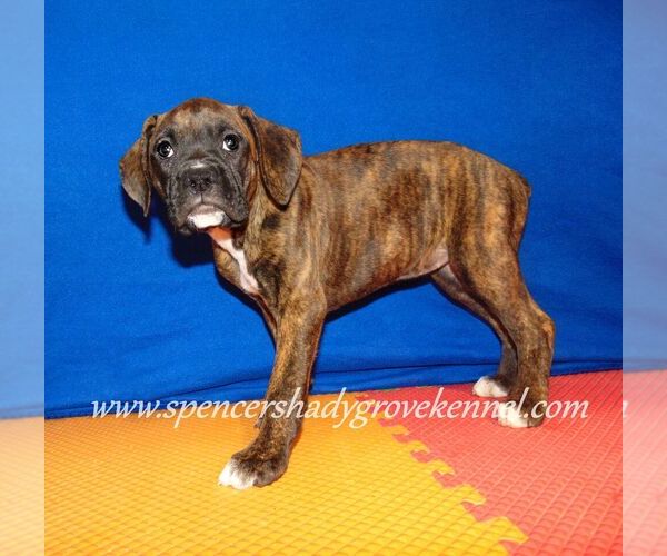 Medium Photo #7 Boxer Puppy For Sale in CABOOL, MO, USA