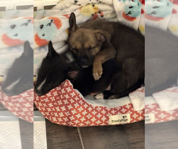Medium Photo #3 Mutt Puppy For Sale in Dana Point, CA, USA