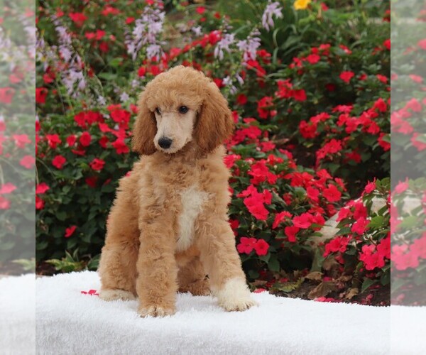 Medium Photo #2 Poodle (Standard) Puppy For Sale in GAP, PA, USA