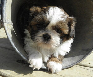 Shih Tzu Puppy for sale in BUCKLIN, MO, USA