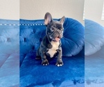 Small Photo #33 French Bulldog Puppy For Sale in BATON ROUGE, LA, USA