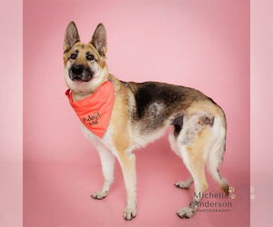JUNIE - Female German Shepherd Dog Dog for Adoption - Photo #2
