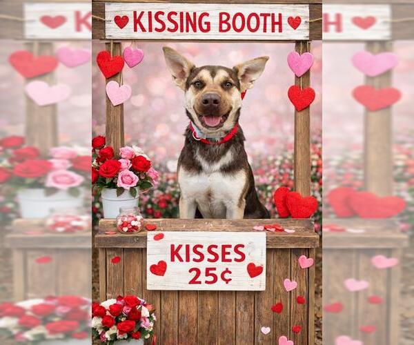 Medium Photo #2 German Shepherd Dog Puppy For Sale in Globe, AZ, USA