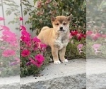 Small #10 Shiba Inu