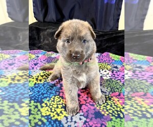 German Shepherd Dog Puppy for sale in PIEDMONT, MO, USA