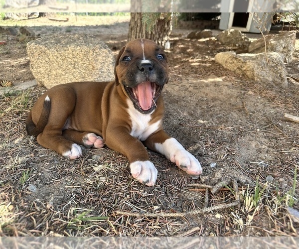 Medium Photo #14 Boxer Puppy For Sale in ESPANOLA, NM, USA