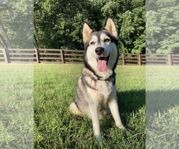 Medium Photo #2 Siberian Husky Puppy For Sale in Cumming, GA, USA