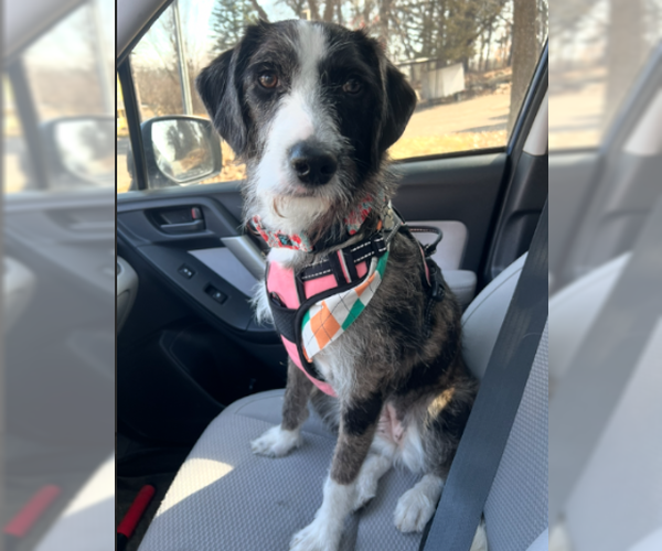 Medium Photo #6 Mutt Puppy For Sale in Brooklyn Center, MN, USA