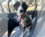 Small #5 Mutt