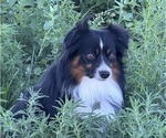 Small Photo #1 Australian Shepherd Puppy For Sale in LOMA, CO, USA
