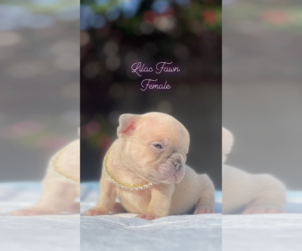 Medium Photo #4 French Bulldog Puppy For Sale in LOS ANGELES, CA, USA