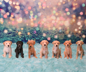 Golden Retriever-Goldendoodle Mix Puppy for sale in TUCSON, AZ, USA