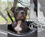 Small #5 American Pit Bull Terrier