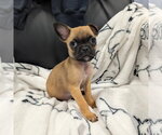 Small Pug Mix