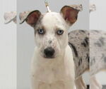 Small #1 Australian Shepherd Mix