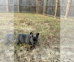 Small #3 French Bulldog