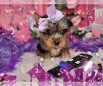 Raspberry - Female Yorkshire Terrier Puppy for Sale - Photo #6