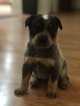 Small Photo #8 Australian Cattle Dog Puppy For Sale in PAHRUMP, NV, USA