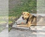 Small #1 Labrador Retriever Mix