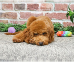 Small #7 Goldendoodle