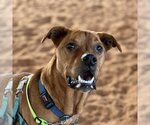 Small Photo #30 Mutt Puppy For Sale in Kanab, UT, USA