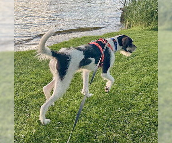 Medium Photo #4 German Shorthaired Pointer-Unknown Mix Puppy For Sale in Huntley, IL, USA