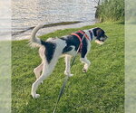 Small #3 German Shorthaired Pointer Mix