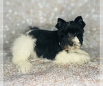 Small Photo #4 Schnauzer (Miniature) Puppy For Sale in CINCINNATI, OH, USA
