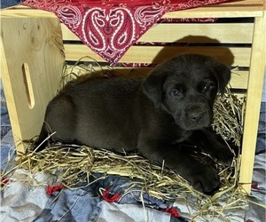 Labrenees Puppy for sale in RUTHERFORDTON, NC, USA