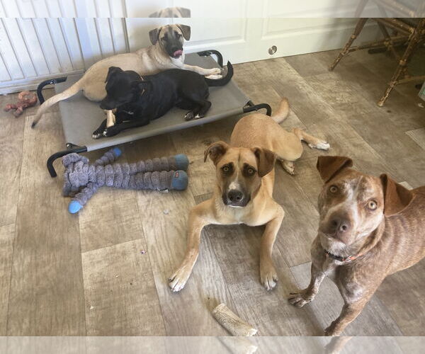 Medium Photo #12 Mutt Puppy For Sale in San Diego, CA, USA