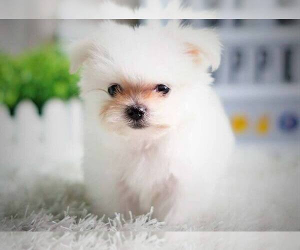 Medium Photo #2 Maltese Puppy For Sale in FULLERTON, CA, USA