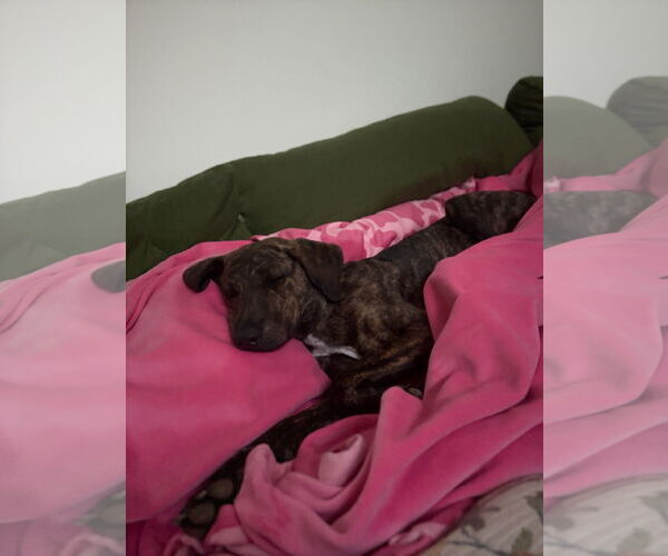 Medium Photo #2 Mutt Puppy For Sale in Morganville, NJ, USA
