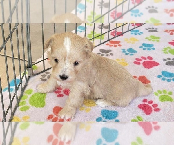 Medium Photo #11 Havanese Puppy For Sale in ORO VALLEY, AZ, USA