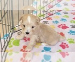 Small #10 Havanese