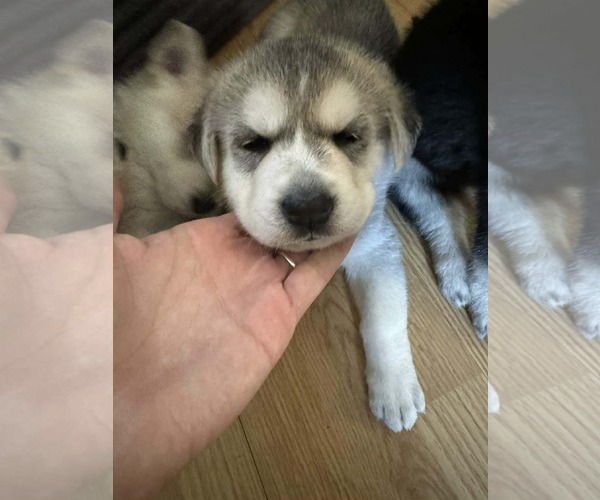 Medium Photo #1 Siberian Husky-Unknown Mix Puppy For Sale in Holly Springs, NC, USA