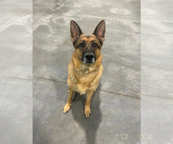 Medium Photo #15 German Shepherd Dog Puppy For Sale in Salt Lake City, UT, USA