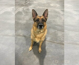 Gracie - Female German Shepherd Dog Dog for Adoption - Photo #15