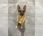 Small #14 German Shepherd Dog