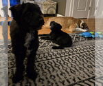 Small Photo #11 Mutt Puppy For Sale in Wakefield, RI, USA
