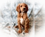 Puppy 5 Goldendoodle-Poodle (Miniature) Mix
