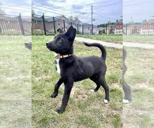Medium Labrador Retriever Mix