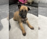 Small Photo #142 Belgian Malinois Puppy For Sale in REESEVILLE, WI, USA