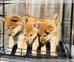 Small Photo #12 Shiba Inu Puppy For Sale in FREMONT, CA, USA