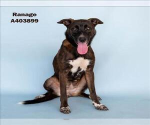 Labrador Retriever-Unknown Mix Dogs for adoption in Conroe, TX, USA