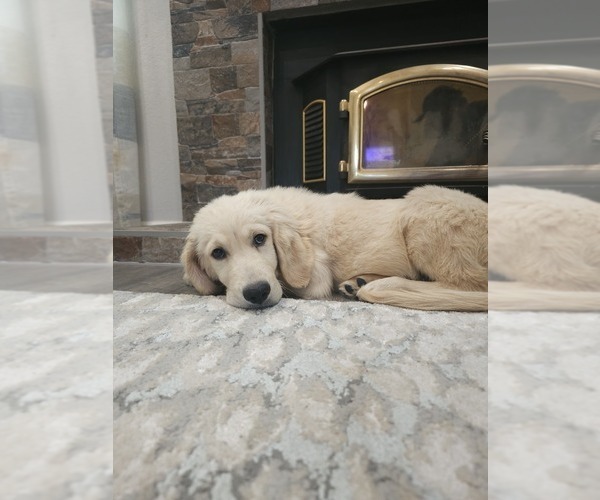 Medium Photo #4 English Cream Golden Retriever Puppy For Sale in ELVERTA, CA, USA