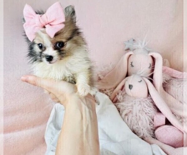 Medium Photo #10 Pomeranian Puppy For Sale in MIAMI, FL, USA